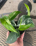 Epipremnum Pinnatum Variegated Albo Pothos